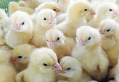 Agribusiness News Review: Kano Poultry Farmers Adopt New Measures to Beat High Feed Cost