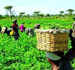 Nigeria launches farmers soil health scheme to boost productivity, cut fertilizer waste