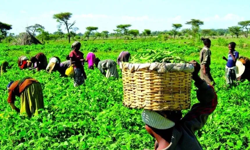 Nigeria launches farmers soil health scheme to boost productivity, cut fertilizer waste